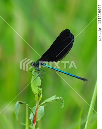 カワトンボ　ハグロトンボ（神様トンボ） 131319943