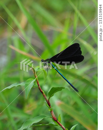 カワトンボ　ハグロトンボ（神様トンボ） 131319944