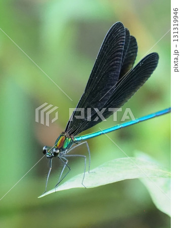 カワトンボ　ハグロトンボ（神様トンボ） 131319946