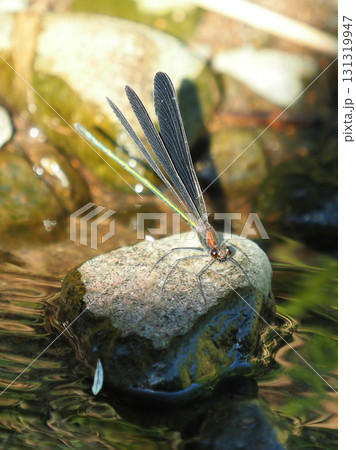カワトンボ　ハグロトンボ（神様トンボ） 131319947