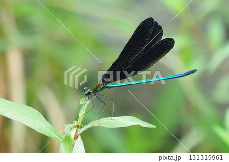 カワトンボ　ハグロトンボ（神様トンボ） 131319961