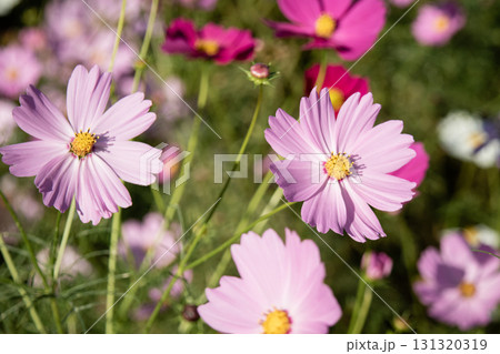 秋風に揺れるコスモスの花 131320319