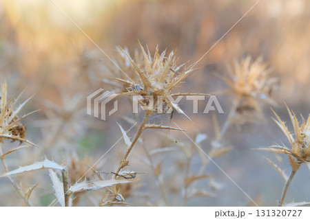 Wild flower in meadow. Thorn plant in garden in sunny day. Dry Carduus nutans grows in autumn. Seed head of wild flower. 131320727