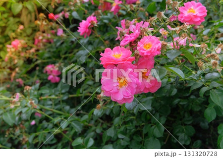 Rosa odoratabush with flowers is growing in cottage garden.  Blooming bush with  light pink flowers. Sunny day. Rosales is blooming on a plantation. 131320728