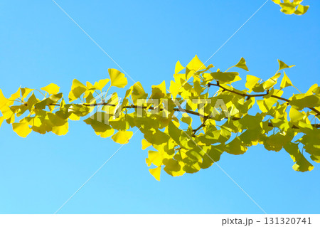 黄色いいちょうと青空 黄色いいちょうと青空 131320741