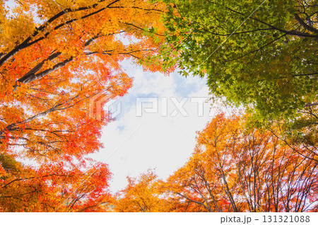 見上げた紅葉 もみじ湖 見上げた紅葉 もみじ湖 131321088