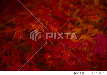 深紅のもみじ　もみじ湖 131321093