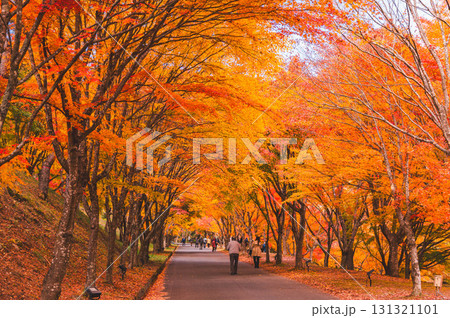 紅葉のトンネル　箕輪町 131321101