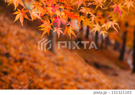 色鮮やかな紅葉 もみじ湖 色鮮やかな紅葉 もみじ湖 131321103