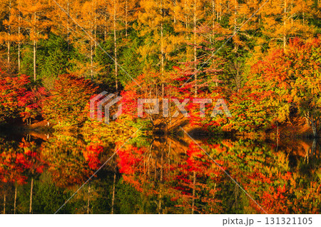 いずみ湖の紅葉 下諏訪町 いずみ湖の紅葉 下諏訪町 131321105