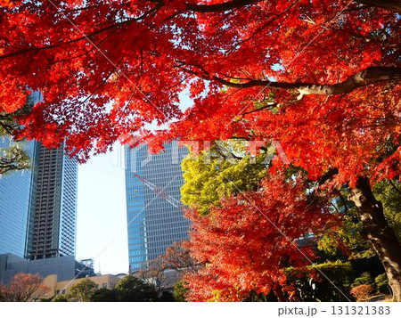 晩秋の旧芝離宮恩賜庭園の美しい紅葉と超高層ビル 131321383