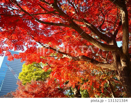 晩秋の旧芝離宮恩賜庭園の美しい紅葉と超高層ビル 131321384