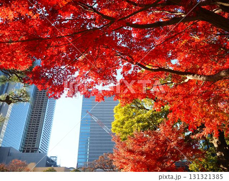 晩秋の旧芝離宮恩賜庭園の美しい紅葉と超高層ビル 晩秋の旧芝離宮恩賜庭園の美しい紅葉と超高層ビル 131321385