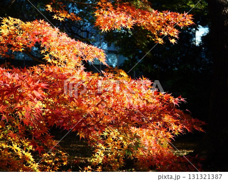 晩秋の旧芝離宮恩賜庭園の美しい紅葉 131321387