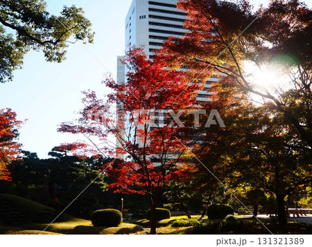 晩秋の旧芝離宮恩賜庭園の美しい紅葉と超高層ビル 131321389