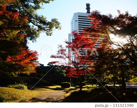 晩秋の旧芝離宮恩賜庭園の美しい紅葉と超高層ビル 晩秋の旧芝離宮恩賜庭園の美しい紅葉と超高層ビル 131321390