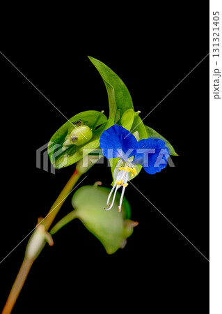 ツユクサのマクロ写真 131321405