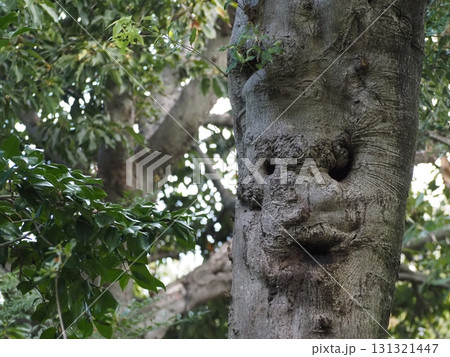 顔に見える木の幹	 131321447