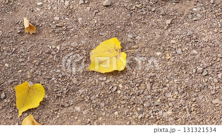 Yellow Leaves Of Poplar On The Ground Yellow Leaves Of Poplar On The Ground 131321534