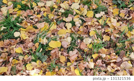 Autumn Leaves On The Ground Autumn Leaves On The Ground 131321536