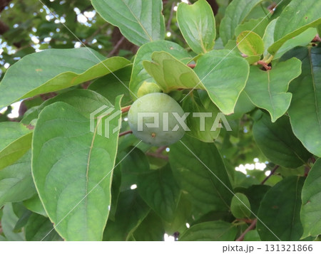 未熟な柿の実のクローズアップ写真 131321866