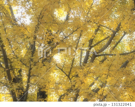 秋の風景　紅葉したイチョウの大木 131322041