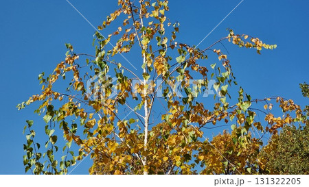 Birch Tree In The Forest Against The Blue Sky, Autumn Landscape Birch Tree In The Forest Against The Blue Sky, Autumn Landscape 131322205