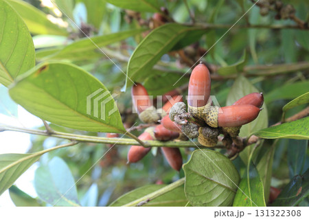 マテバシイのドングリ マテバシイのドングリ 131322308