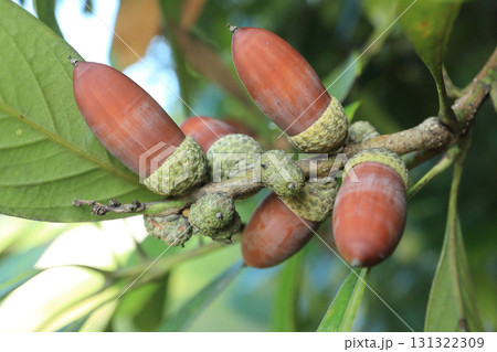 マテバシイのドングリ 131322309