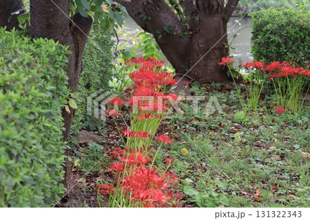 秋の公園に咲く赤いヒガンバナ（曼殊沙華）の花 131322343