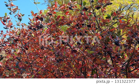 Beautiful colorful autumn leaves of a bush. Cornus alba "Elegantissima". Beautiful colorful autumn leaves of a bush. Cornus alba "Elegantissima". 131322377