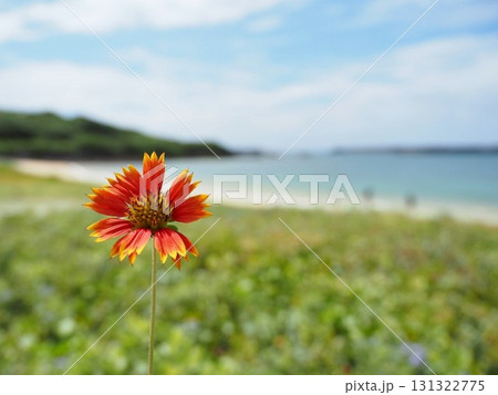 与那国島 なんた浜に咲く花 与那国島 なんた浜に咲く花 131322775