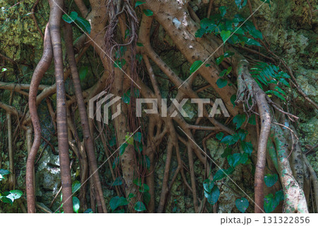 沖縄 斎場御嶽 岩壁を伝う樹木の根 131322856