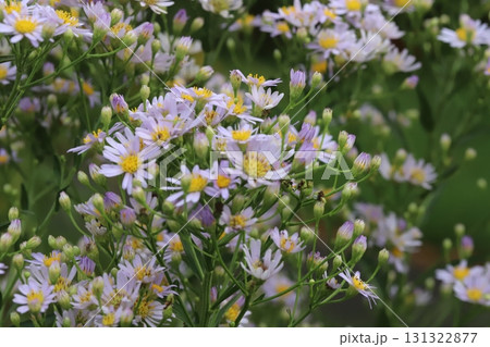 秋の庭に咲くノコンギクの薄紫色の花 131322877