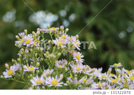 秋の庭に咲くノコンギクの薄紫色の花 秋の庭に咲くノコンギクの薄紫色の花 131322878