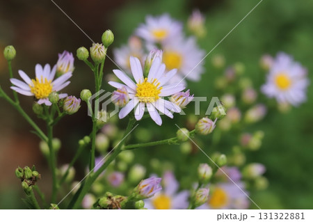 秋の庭に咲くノコンギクの薄紫色の花 秋の庭に咲くノコンギクの薄紫色の花 131322881