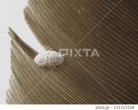 ふわふわ 131323106