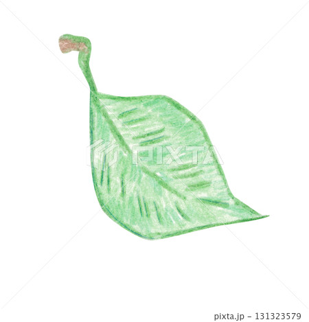 Green leaf. Hand-drawn with colored pencils, suitable for stickers, posters, or cards. Plant, leaf, green, garden, foliage 131323579