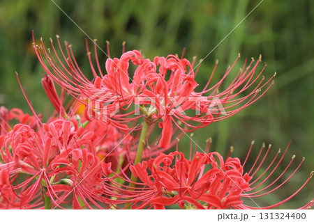 秋の公園に咲く赤いヒガンバナ(曼珠沙華)の花 秋の公園に咲く赤いヒガンバナ(曼珠沙華)の花 131324400