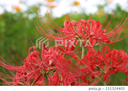 秋の公園に咲く赤いヒガンバナ(曼珠沙華)の花 秋の公園に咲く赤いヒガンバナ(曼珠沙華)の花 131324403