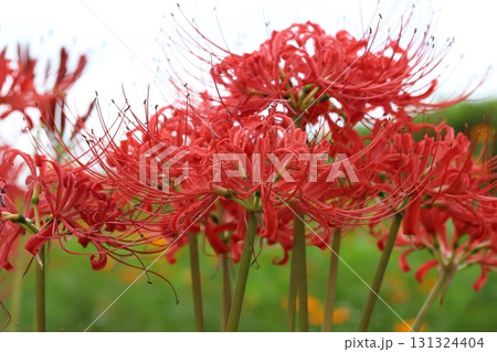 秋の公園に咲く赤いヒガンバナ（曼珠沙華）の花 131324404