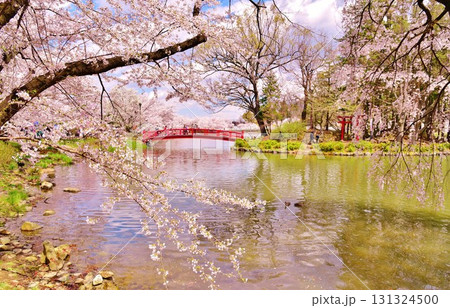 長野県須坂市臥竜公園の桜 長野県須坂市臥竜公園の桜 131324500