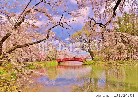 長野県須坂市臥竜公園の桜 131324501