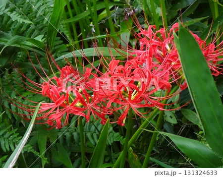 初秋の彼岸花 131324633