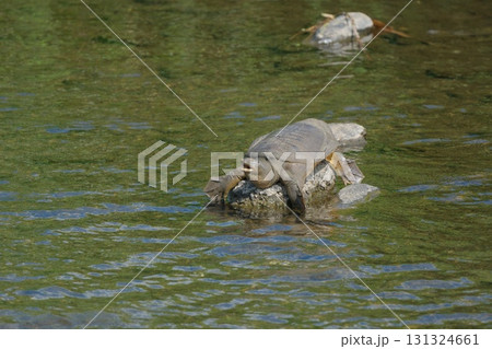 川沿いの道を歩いていたら、大きなスッポンが、川の中の石の上で口を開けて日光浴をしていました 131324661