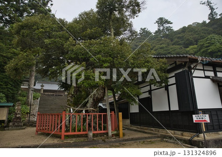 海の京都さんのうさん樹齢1000年とも言われる椎の御神木2 海の京都さんのうさん樹齢1000年とも言われる椎の御神木2 131324896