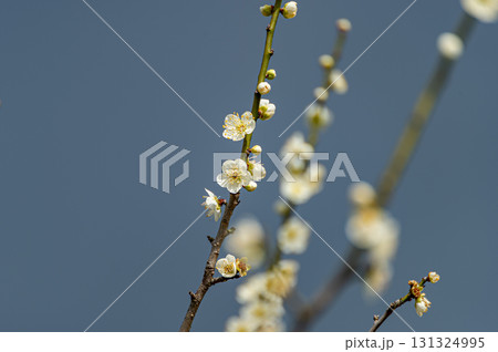 青空に映える白梅 131324995