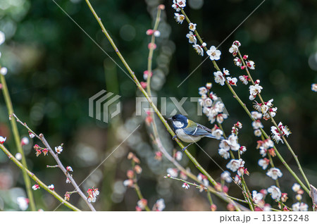 梅の花とシジュウカラ 梅の花とシジュウカラ 131325248