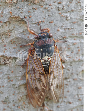 木の幹にとまるアブラゼミ 131325330
