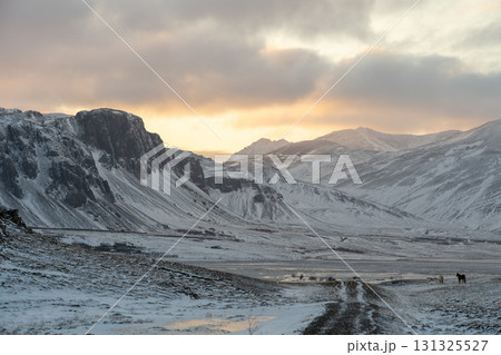 冬の西アイスランド 雪景色とアイスランドホースの美しい風景 131325527